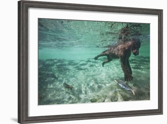 Underwater Brown Bear, Katmai National Park, Alaska-null-Framed Photographic Print