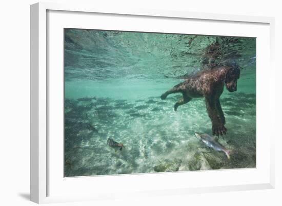 Underwater Brown Bear, Katmai National Park, Alaska-null-Framed Photographic Print