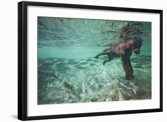 Underwater Brown Bear, Katmai National Park, Alaska-null-Framed Photographic Print