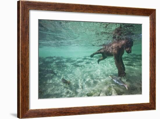 Underwater Brown Bear, Katmai National Park, Alaska-null-Framed Photographic Print