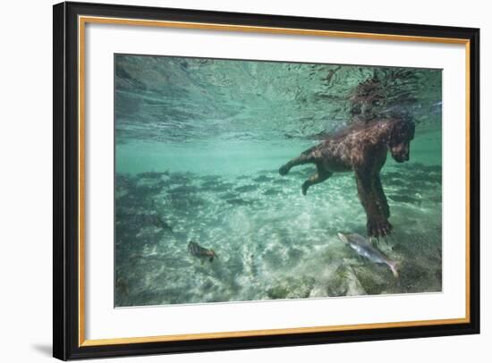 Underwater Brown Bear, Katmai National Park, Alaska-null-Framed Photographic Print