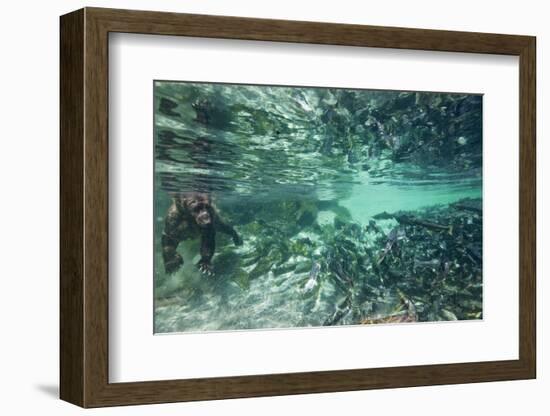 Underwater Brown Bear, Katmai National Park, Alaska-null-Framed Photographic Print