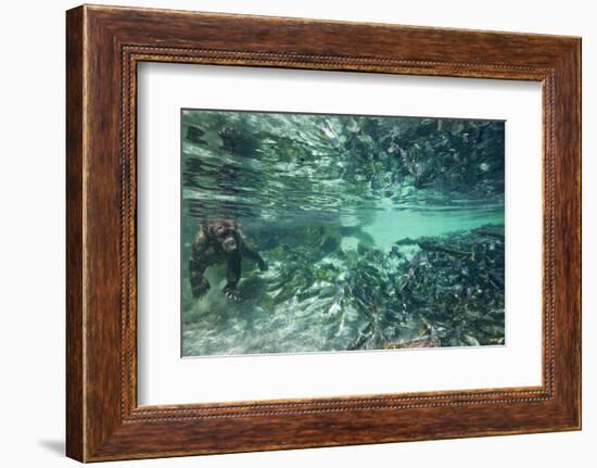 Underwater Brown Bear, Katmai National Park, Alaska-null-Framed Photographic Print