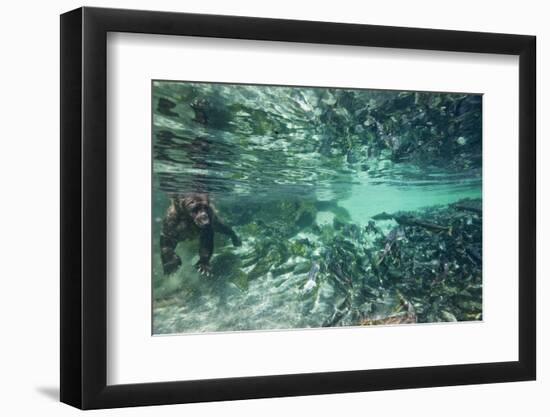 Underwater Brown Bear, Katmai National Park, Alaska-null-Framed Photographic Print