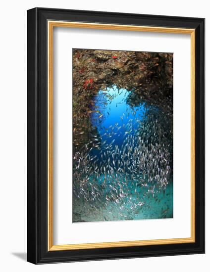 Underwater Cave and Glassfish-Bernard Radvaner-Framed Photographic Print