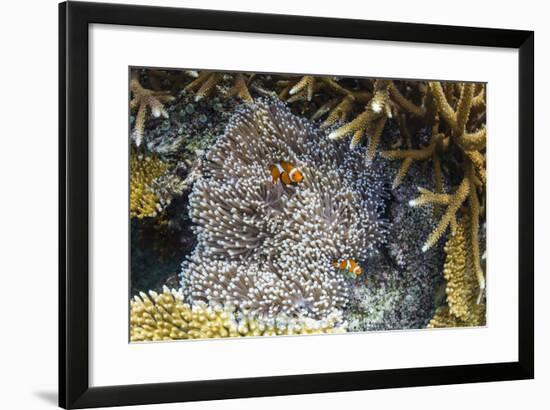 Underwater Clownfish in Anemone at Pulau Setaih Island, Natuna Archipelago, Indonesia-Michael Nolan-Framed Photographic Print