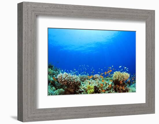 Underwater Coral Reef and Tropical Fish in Ocean-Rich Carey-Framed Photographic Print