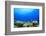 Underwater Coral Reef and Tropical Fish in Ocean-Rich Carey-Framed Photographic Print