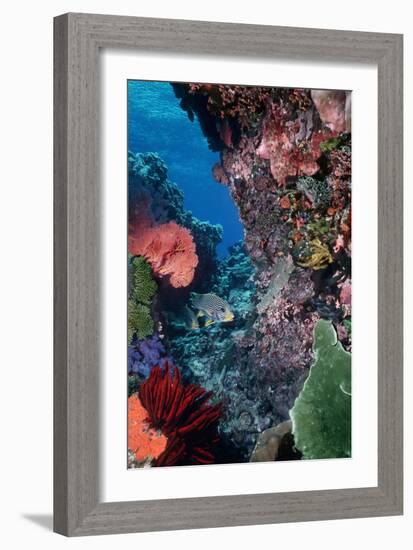 Underwater Coral Reef Scene Colourful Marine-null-Framed Photographic Print