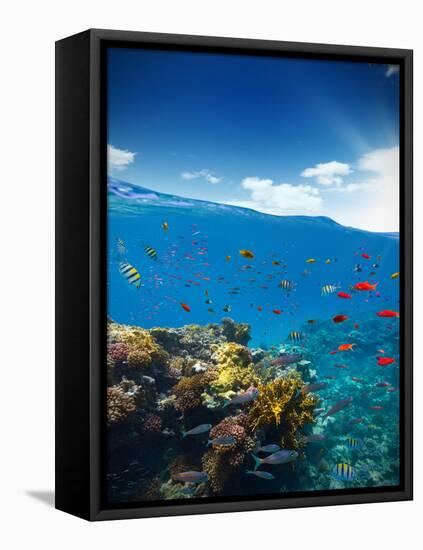 Underwater Coral Reef with Horizon and Water Waves-Jakub Gojda-Framed Premier Image Canvas