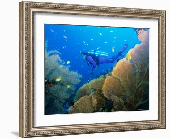 Underwater Diver Swimming Above Reef, with Orange Sea Fan, Similan Island, Thailand, Asia-Louise Murray-Framed Photographic Print