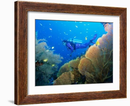 Underwater Diver Swimming Above Reef, with Orange Sea Fan, Similan Island, Thailand, Asia-Louise Murray-Framed Photographic Print