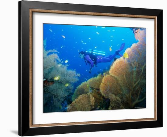 Underwater Diver Swimming Above Reef, with Orange Sea Fan, Similan Island, Thailand, Asia-Louise Murray-Framed Photographic Print
