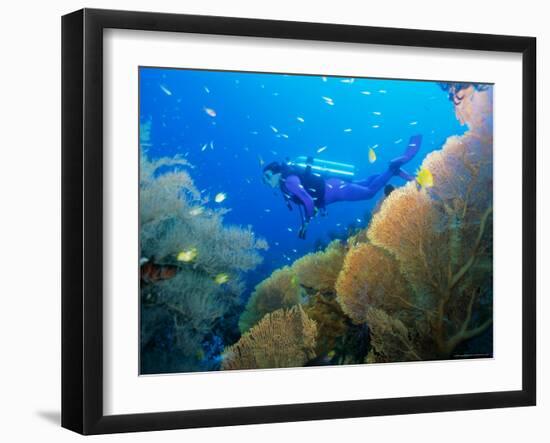 Underwater Diver Swimming Above Reef, with Orange Sea Fan, Similan Island, Thailand, Asia-Louise Murray-Framed Photographic Print