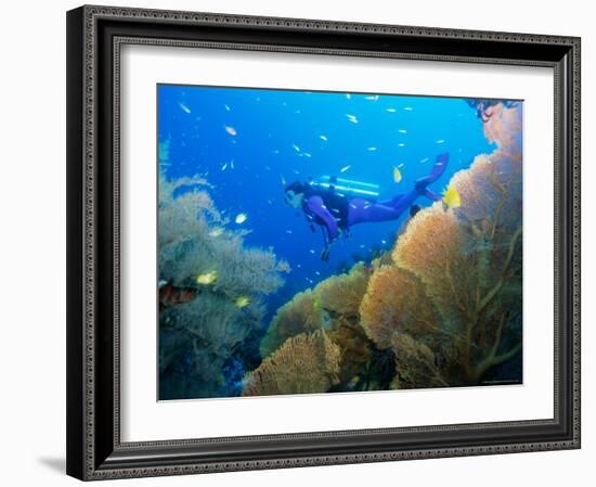 Underwater Diver Swimming Above Reef, with Orange Sea Fan, Similan Island, Thailand, Asia-Louise Murray-Framed Photographic Print