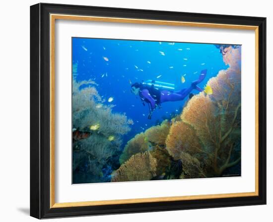 Underwater Diver Swimming Above Reef, with Orange Sea Fan, Similan Island, Thailand, Asia-Louise Murray-Framed Photographic Print