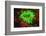 Underwater fluorescence emitted and photographed using special barrier filter. Branching Anemone, A-Stuart Westmorland-Framed Photographic Print