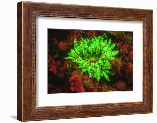 Underwater fluorescence emitted and photographed using special barrier filter. Branching Anemone, A-Stuart Westmorland-Framed Photographic Print