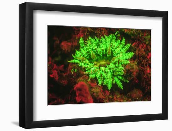 Underwater fluorescence emitted and photographed using special barrier filter. Branching Anemone, A-Stuart Westmorland-Framed Photographic Print