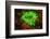 Underwater fluorescence emitted and photographed using special barrier filter. Branching Anemone, A-Stuart Westmorland-Framed Photographic Print