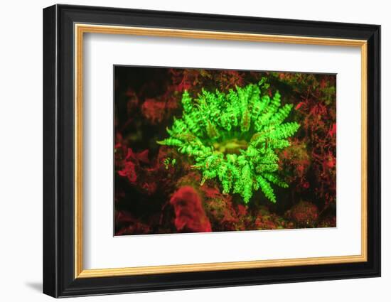 Underwater fluorescence emitted and photographed using special barrier filter. Branching Anemone, A-Stuart Westmorland-Framed Photographic Print