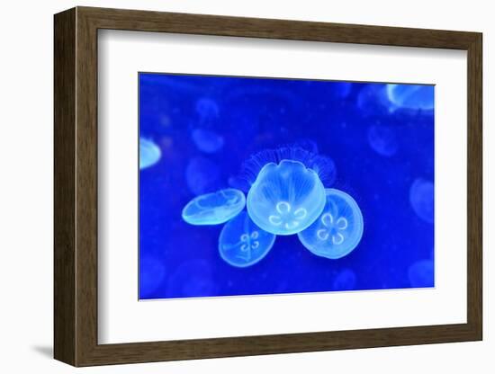 Underwater Image of Jellyfishes-mirceab-Framed Photographic Print