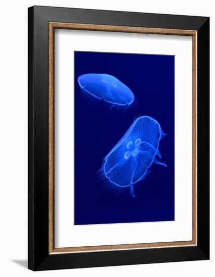 Underwater Image of Jellyfishes-mirceab-Framed Photographic Print