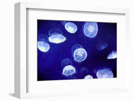 Underwater Image of Moon Jellyfishes-geanina bechea-Framed Photographic Print