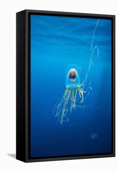 Underwater Jellyfish in Diego Ramirez Islands, Chile-Paul Souders-Framed Premier Image Canvas