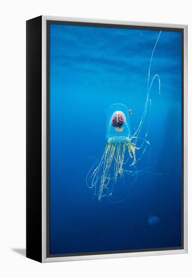 Underwater Jellyfish in Diego Ramirez Islands, Chile-Paul Souders-Framed Premier Image Canvas