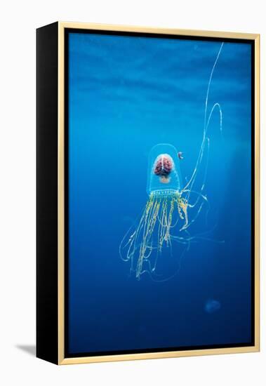 Underwater Jellyfish in Diego Ramirez Islands, Chile-Paul Souders-Framed Premier Image Canvas
