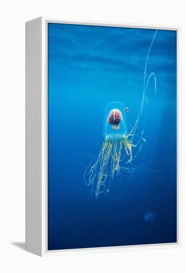 Underwater Jellyfish in Diego Ramirez Islands, Chile-Paul Souders-Framed Premier Image Canvas