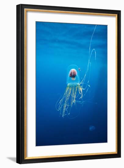 Underwater Jellyfish in Diego Ramirez Islands, Chile-Paul Souders-Framed Photographic Print