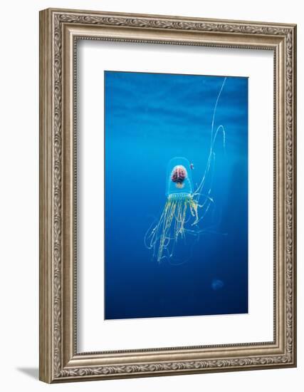 Underwater Jellyfish in Diego Ramirez Islands, Chile-Paul Souders-Framed Photographic Print