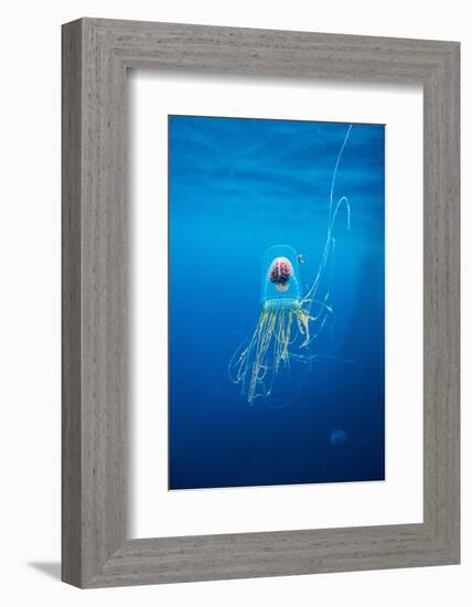 Underwater Jellyfish in Diego Ramirez Islands, Chile-Paul Souders-Framed Photographic Print