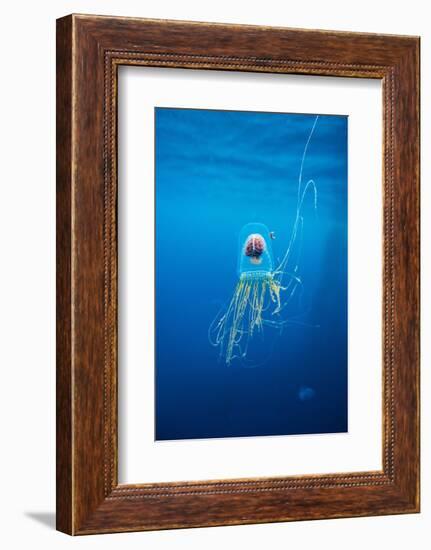 Underwater Jellyfish in Diego Ramirez Islands, Chile-Paul Souders-Framed Photographic Print