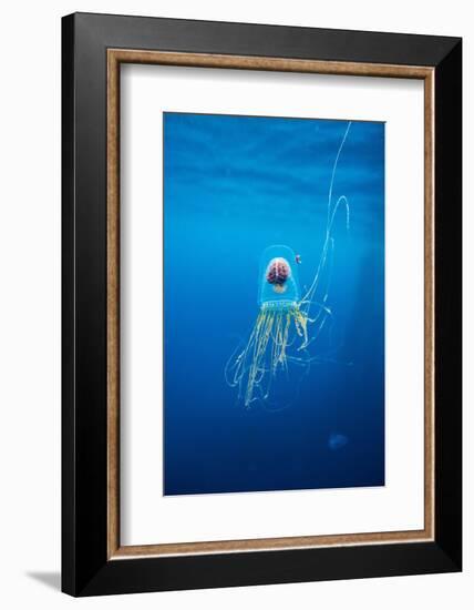 Underwater Jellyfish in Diego Ramirez Islands, Chile-Paul Souders-Framed Photographic Print