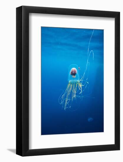 Underwater Jellyfish in Diego Ramirez Islands, Chile-Paul Souders-Framed Photographic Print