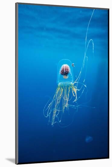 Underwater Jellyfish in Diego Ramirez Islands, Chile-Paul Souders-Mounted Photographic Print