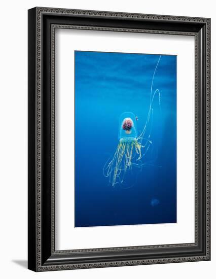 Underwater Jellyfish in Diego Ramirez Islands, Chile-Paul Souders-Framed Photographic Print