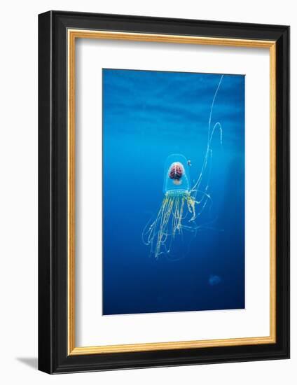 Underwater Jellyfish in Diego Ramirez Islands, Chile-Paul Souders-Framed Photographic Print