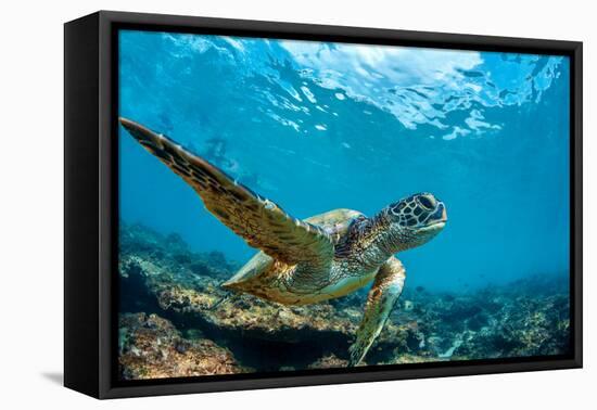 Underwater Marine Wildlife Postcard. A Turtle Sitting at Corals under Water Surface. Closeup Image-Willyam Bradberry-Framed Premier Image Canvas