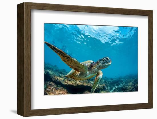 Underwater Marine Wildlife Postcard. A Turtle Sitting at Corals under Water Surface. Closeup Image-Willyam Bradberry-Framed Photographic Print