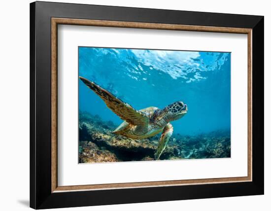 Underwater Marine Wildlife Postcard. A Turtle Sitting at Corals under Water Surface. Closeup Image-Willyam Bradberry-Framed Photographic Print