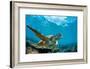 Underwater Marine Wildlife Postcard. A Turtle Sitting at Corals under Water Surface. Closeup Image-Willyam Bradberry-Framed Photographic Print