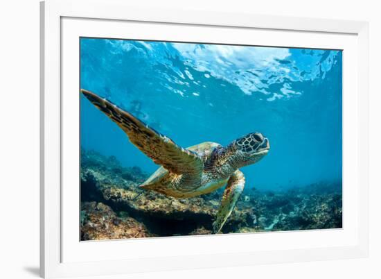 Underwater Marine Wildlife Postcard. A Turtle Sitting at Corals under Water Surface. Closeup Image-Willyam Bradberry-Framed Photographic Print