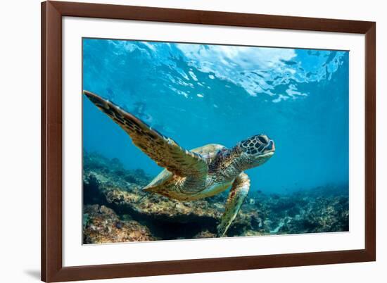 Underwater Marine Wildlife Postcard. A Turtle Sitting at Corals under Water Surface. Closeup Image-Willyam Bradberry-Framed Photographic Print