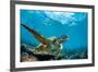 Underwater Marine Wildlife Postcard. A Turtle Sitting at Corals under Water Surface. Closeup Image-Willyam Bradberry-Framed Photographic Print