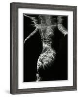 Underwater Nude, 1979-Brett Weston-Framed Photographic Print