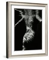 Underwater Nude, 1979-Brett Weston-Framed Photographic Print